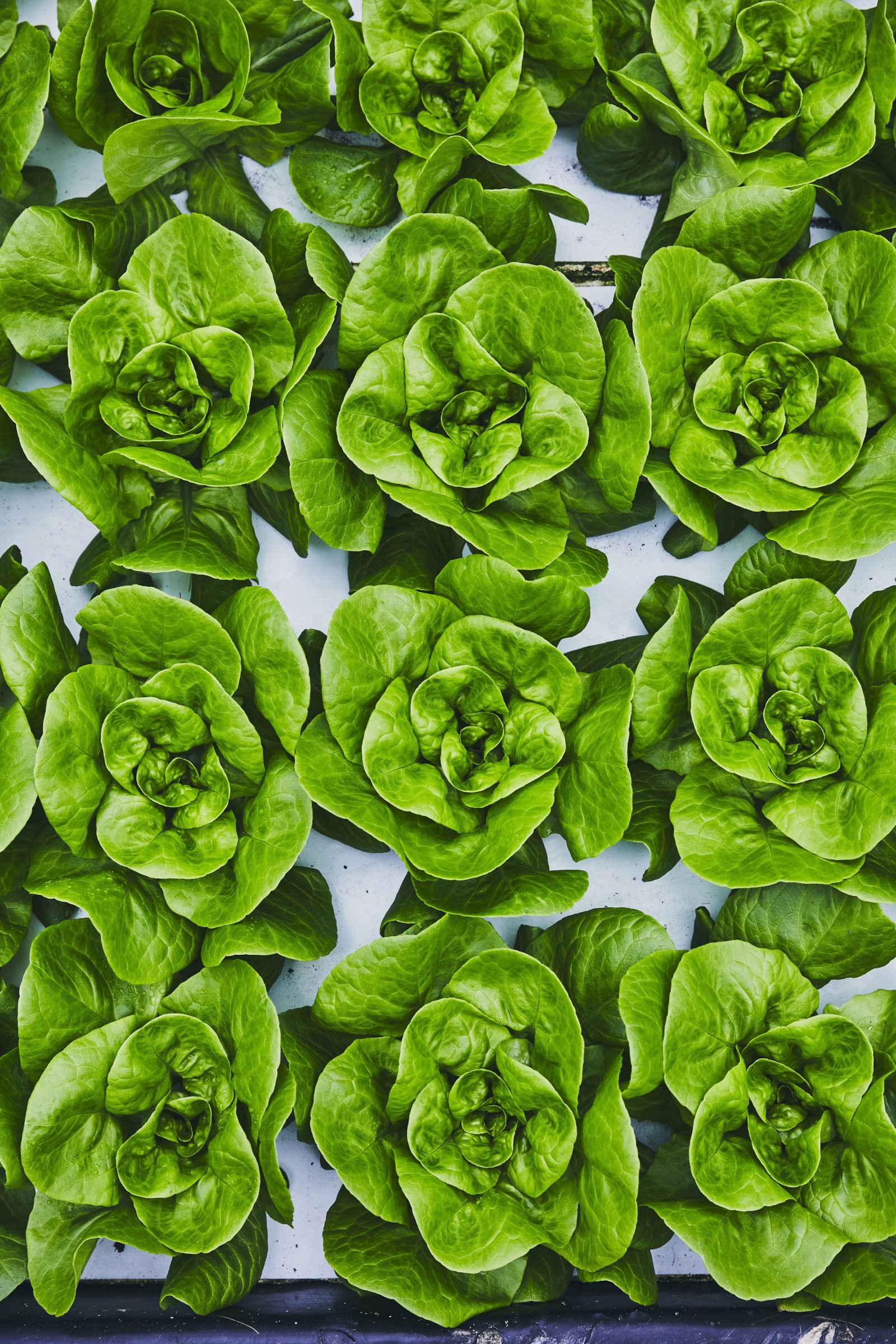 living butter lettuce (x3) | Cultures Gen V